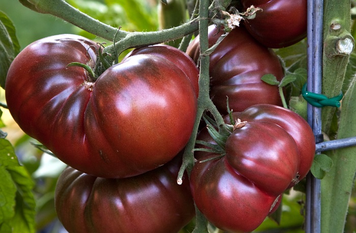 príncipe negro en el jardín