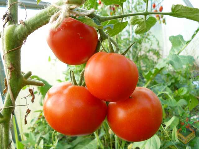 tomato ekaterina yang hebat di rumah hijau