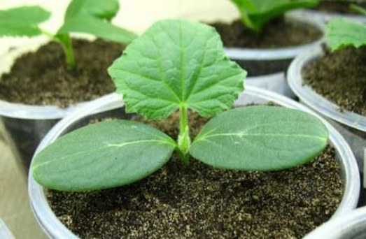 cucumbers in pots