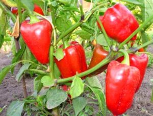 Productivity, characteristics and description of the Bogatyr pepper variety