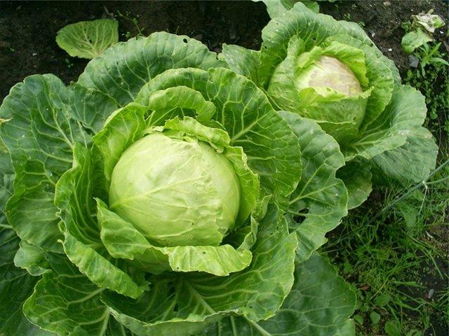 cabbage in the garden