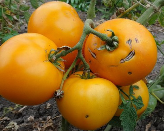 marmalade kuning di kebun