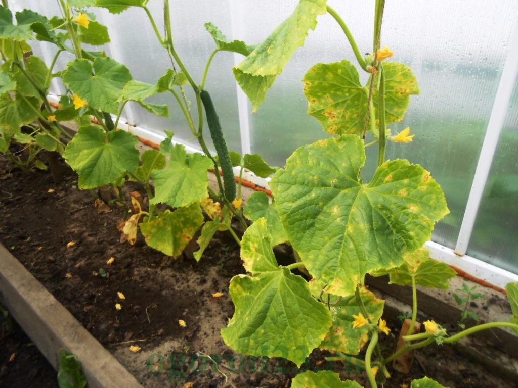 peronosporosis on cucumber leaves