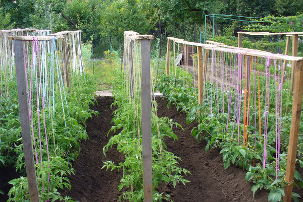 tomates jarretière