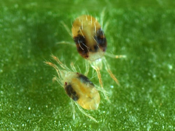 spider mite