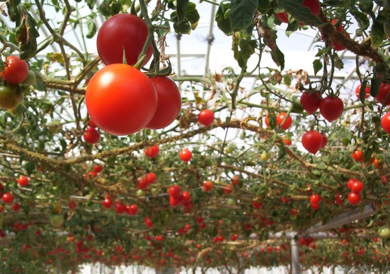 tomato octopus in the greenhouse