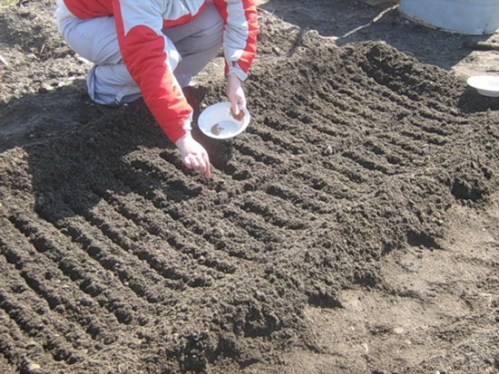 suelo para zanahorias negras