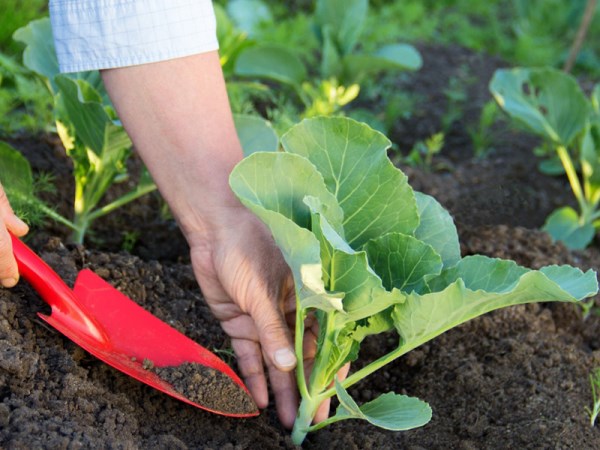 feeding cabbage in the garden