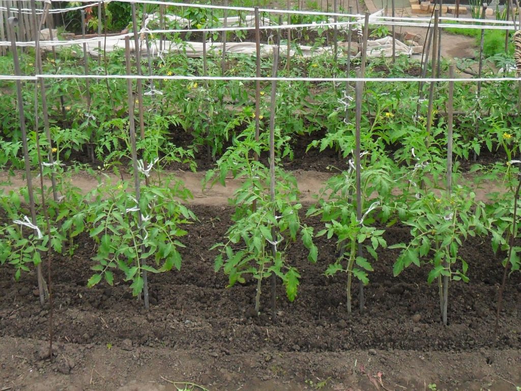 tomatoes in the garden