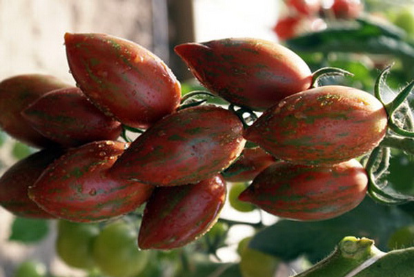 variedad de tomate