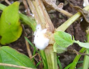 How to process cucumbers for diseases with folk remedies