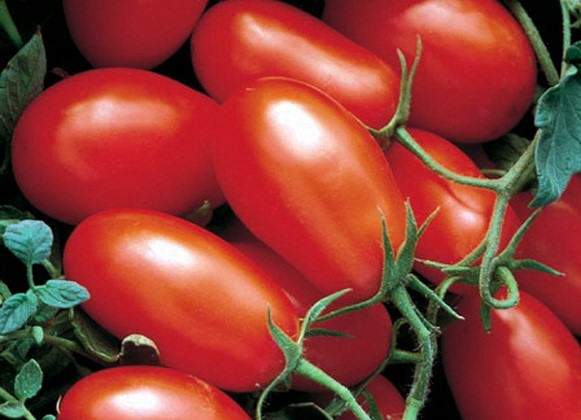 tomato varieties