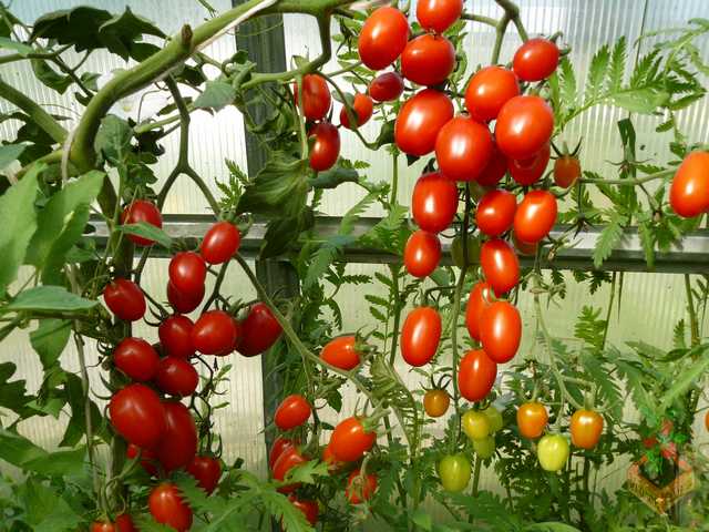 octopus cream in the greenhouse