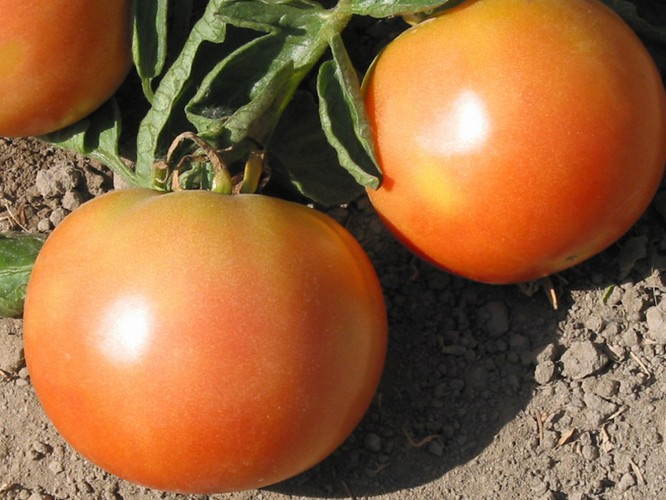 tomato ekaterina penampilan yang hebat