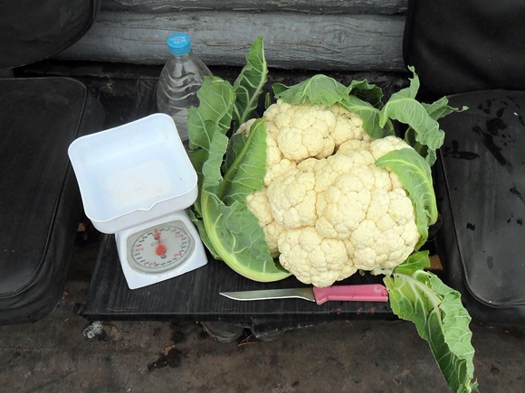 head of shaped cauliflower