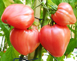 Productivity, characteristics and description of the Bull's Heart tomato variety