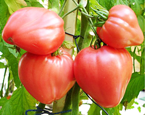 aparición de tomate corazón bovino