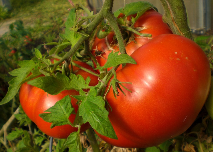 tomatoes on a branch