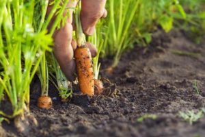 How to deal with aphids on carrots with folk remedies, how to process