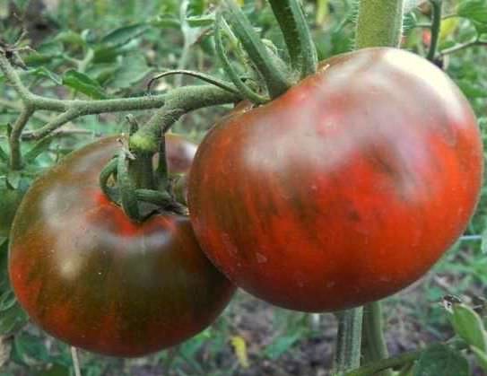 putera hitam tomato di kebun