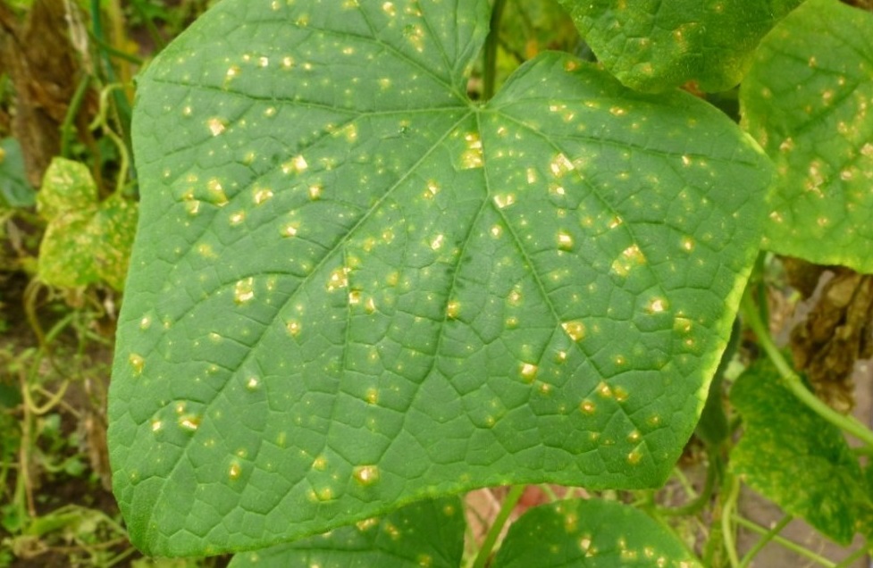 appearance of peronospora cucumber