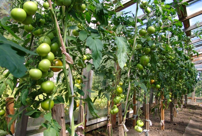 tomate en invernadero