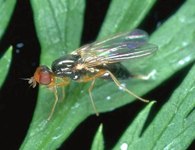 apariencia de mosca de zanahoria