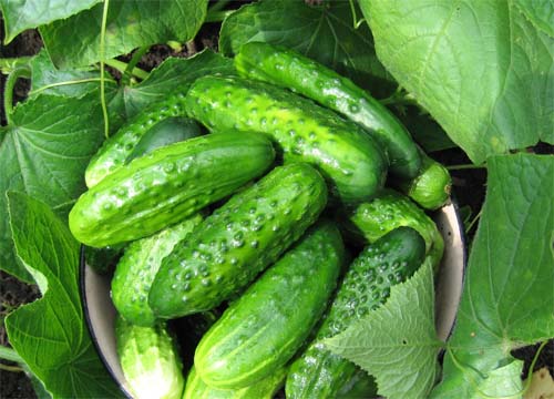 cucumbers in a bucket