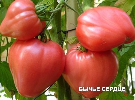 bovine heart tomato in the garden