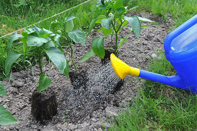 menyiram lada di kebun