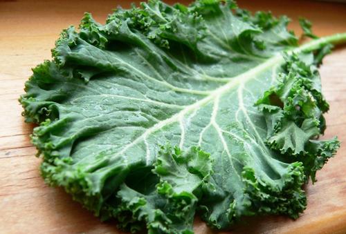 feuilles de chou kale