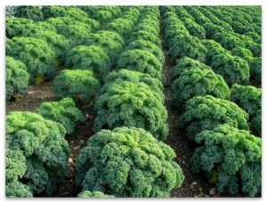 Types, description and cultivation of varieties of kale cabbage