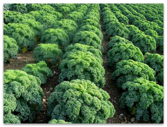 kubis kangkung di kebun