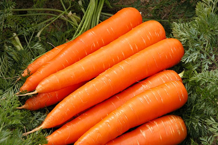 carottes dans le jardin