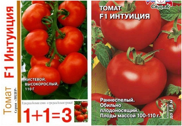 intuisi biji tomato