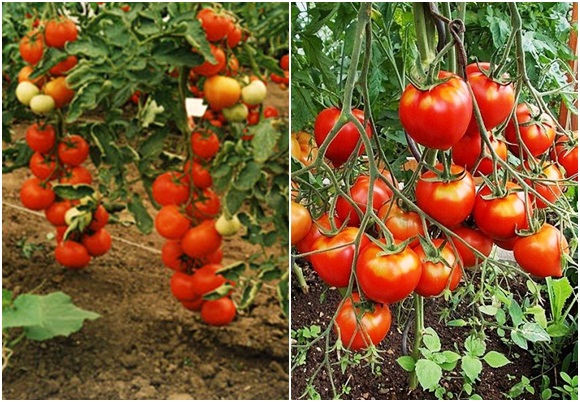 penampilan intuisi tomato