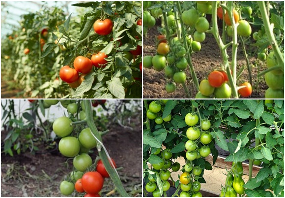 variétés d'intuition de tomate