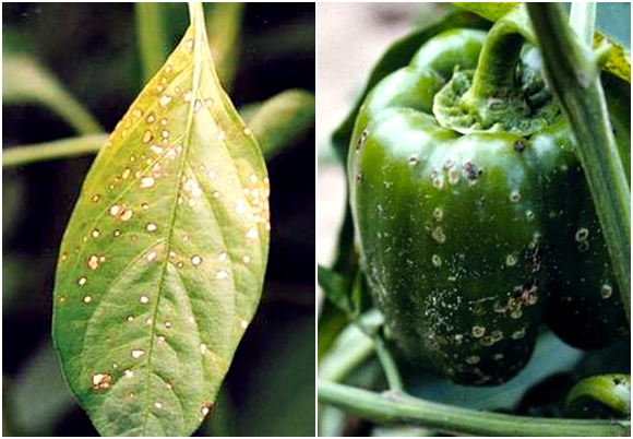 cladosporiosis in pepper