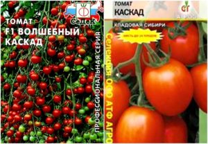 Ciri-ciri dan penerangan varieti tomato Cascade, hasilnya