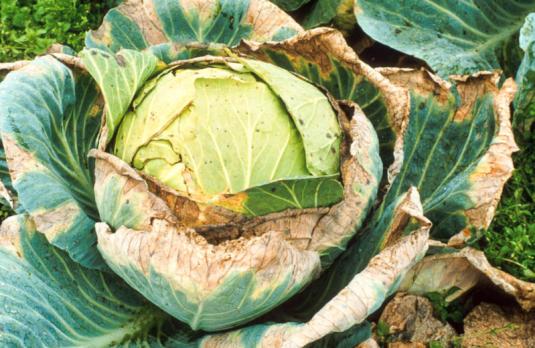 bacteriosis of cabbage