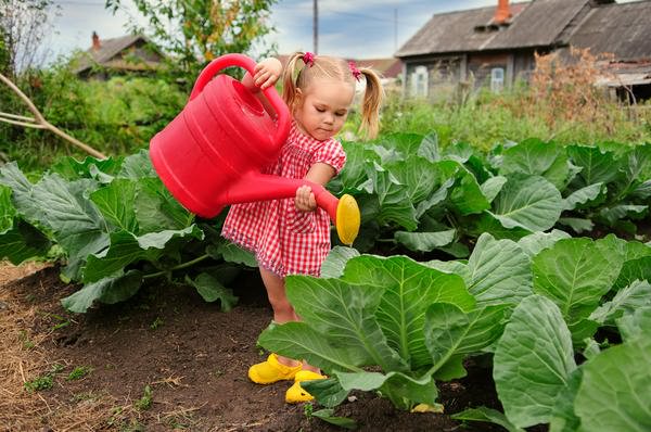 water the cabbage