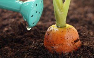 How to properly feed carrots for growth in the open field with folk remedies