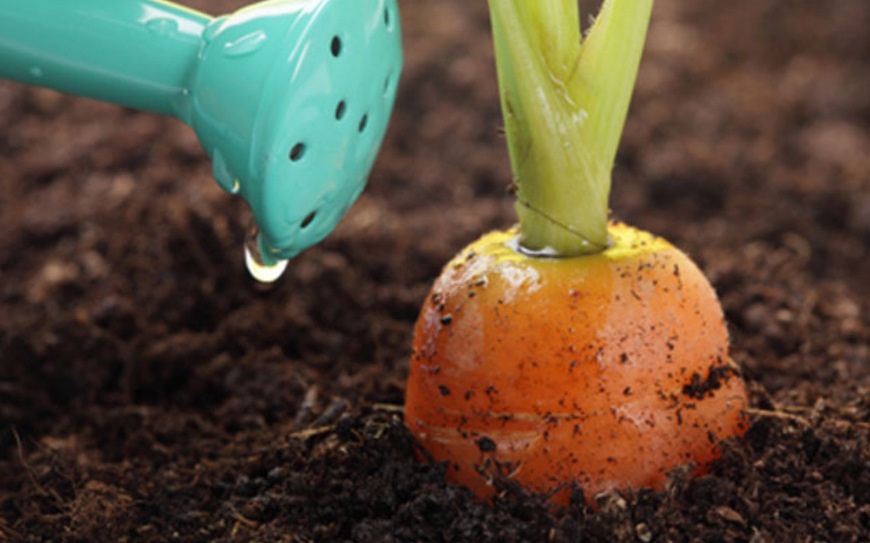 watering carrots