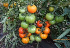 Caractéristiques et description des graines de tomates de l'auteur de l'éleveur Myazina