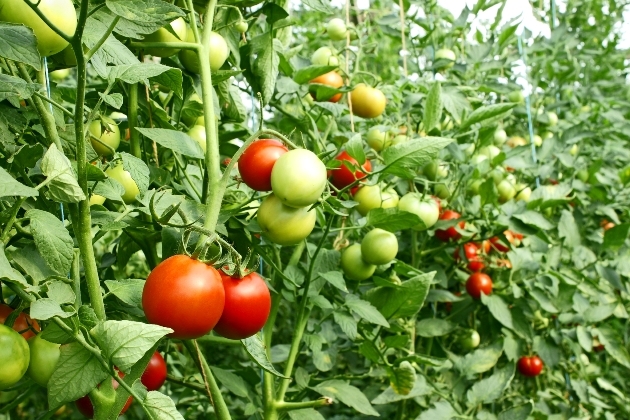 Lumières de tomate de Moscou dans le jardin