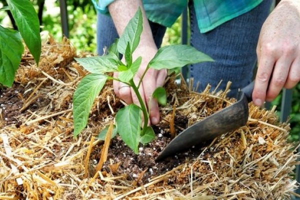 mulching pepper