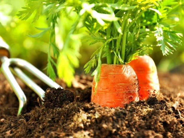 carottes dans le sol