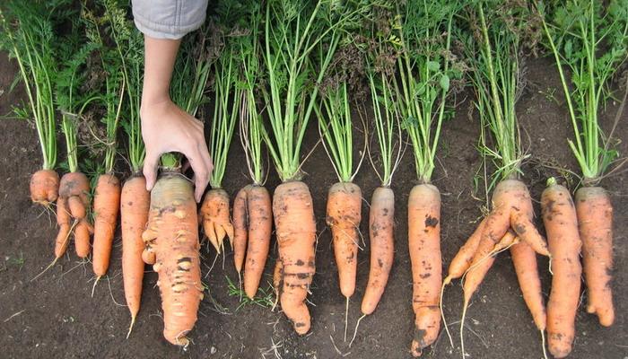 los pulgones comieron zanahorias