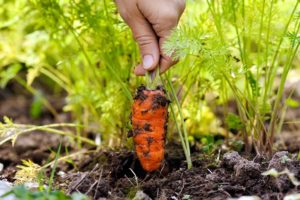 How often do you need to water carrots in the open field and how to do it correctly