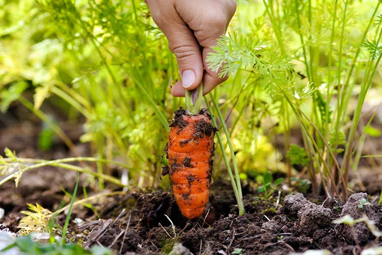 carrots in the garden